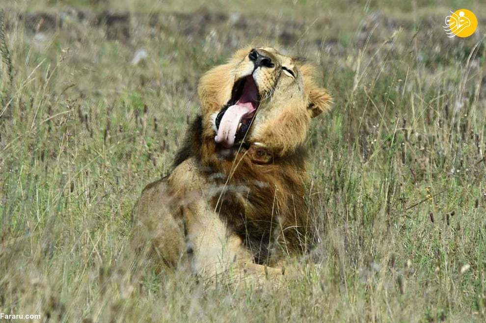 یک شیر نر در پارک ملی نایروبی کنیا