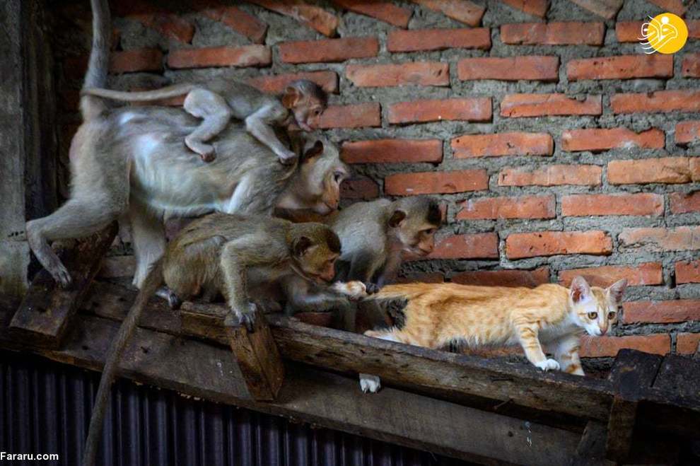 یک گربه گرفتار در دست میمون های ماکاک در لوپبوری  تایلند