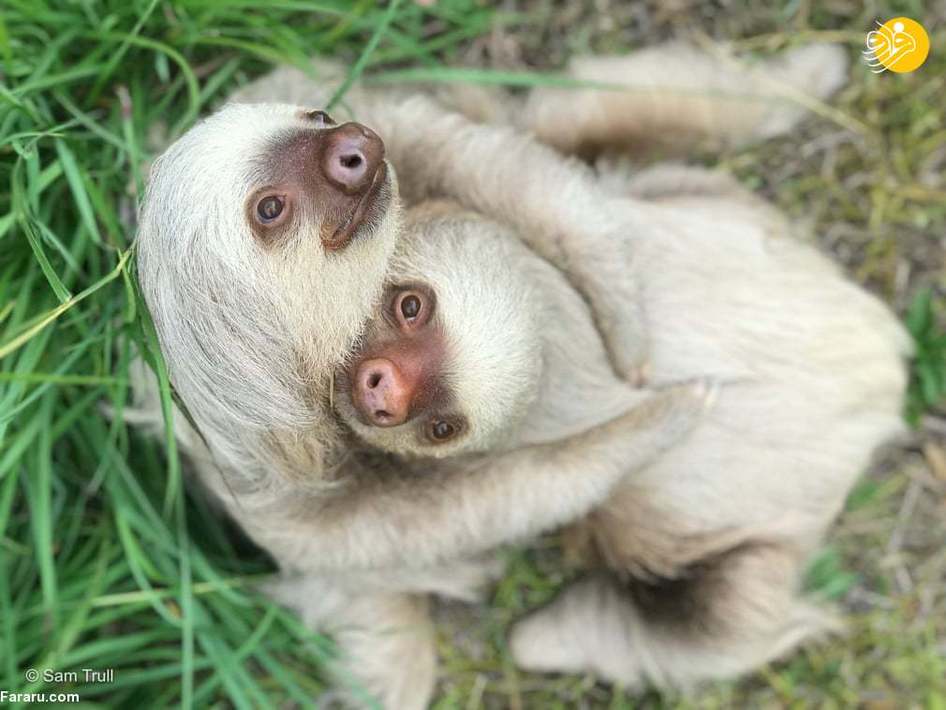 دو میمون تنبل در کاستاریکا