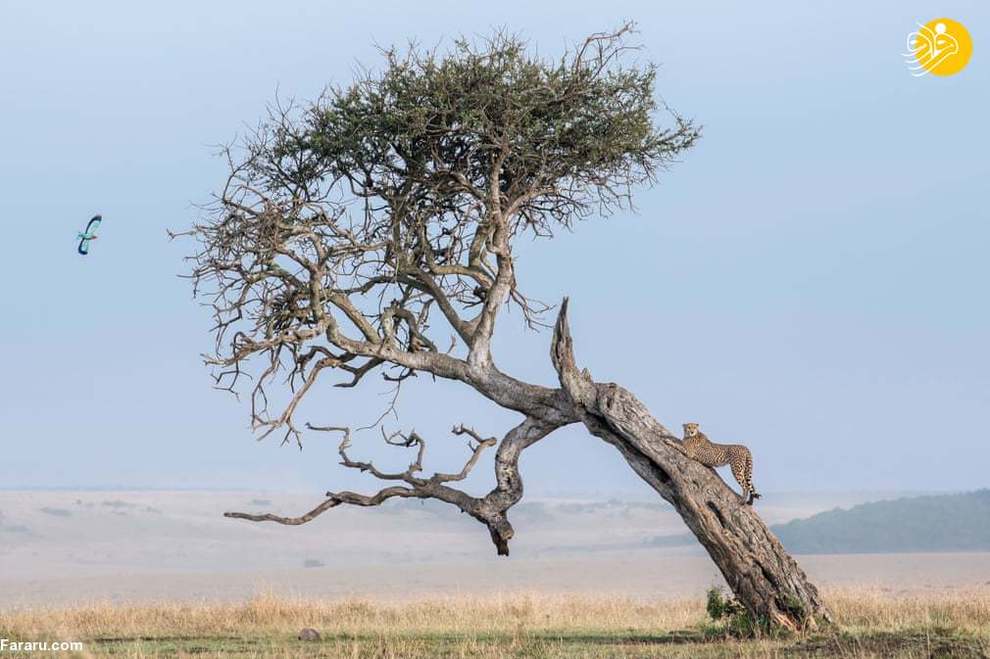 یک یوزپلنگ روی درختی در ماسایی مارای کنیا