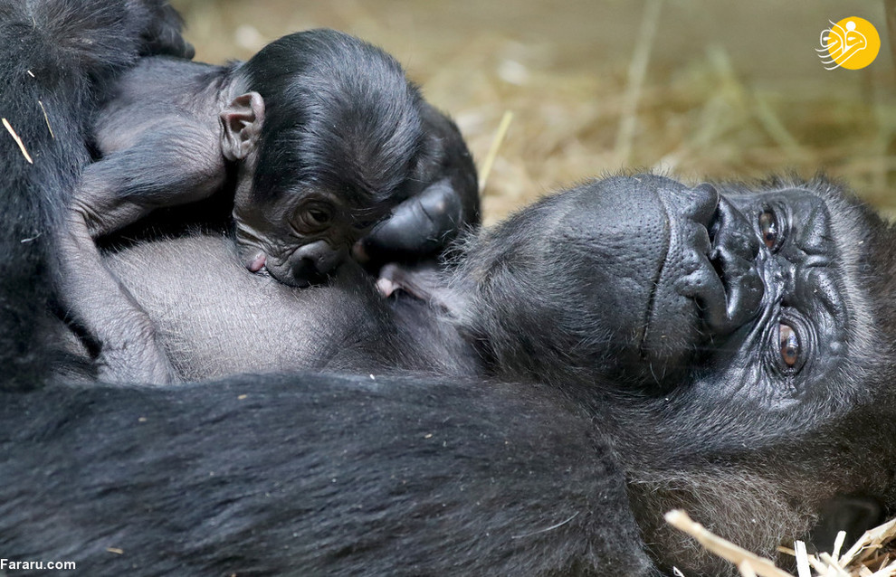 یک بچه گوریل تازه متولد شده در حال شیر خوردن در باغ وحشی آنتورپ بلژیک
