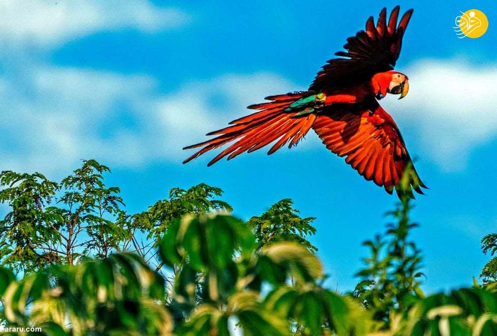 آزاد شدن طوطی قرمز دم بلند آمریکای جنوبی در آرژانتین