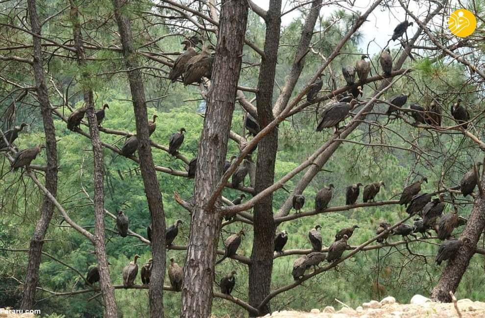 لاشخورها روی درختی در روستای بورنی در ایالت هیماچال پرادش هند