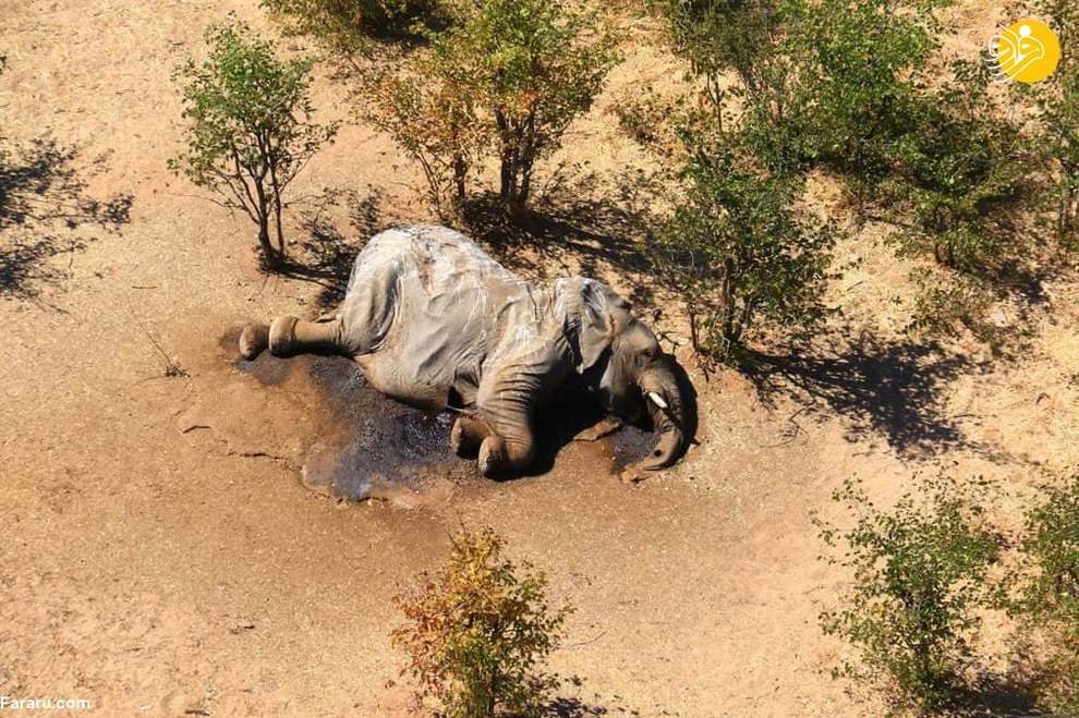 
لاشه یک فیل جان باخته در بوتسوانا