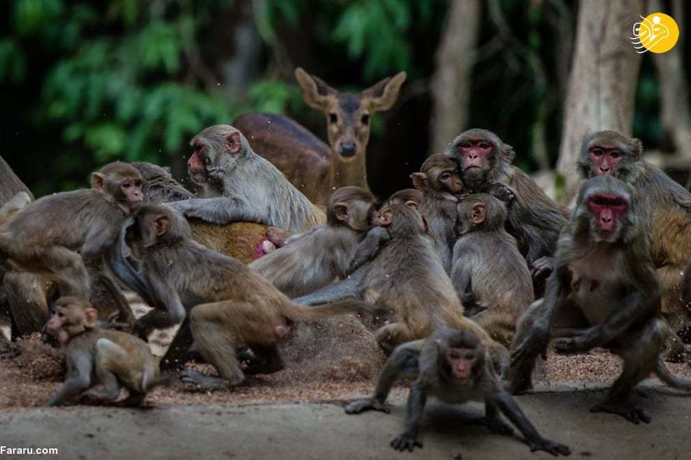 میمون ها در پارک حیات وحش حومه یانگون میانمار