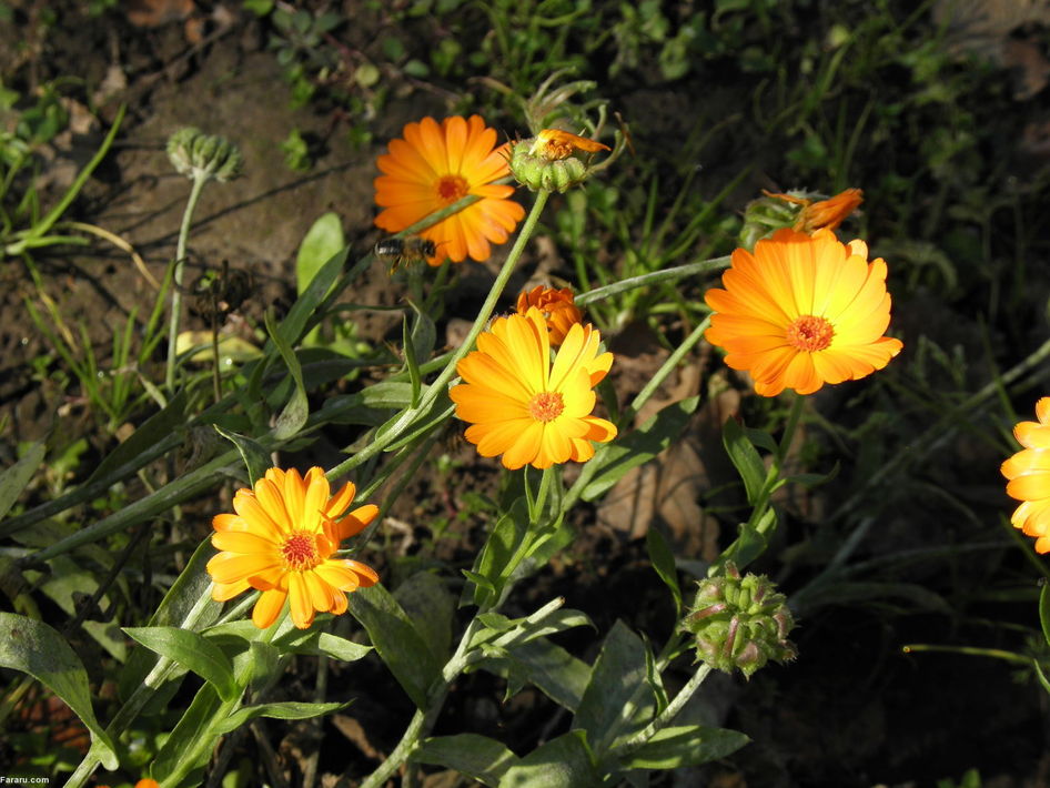 گل همیشه بهار یا (Calendula) نه تنها دارای خواص دارویی، بلکه دارای خواص آرایشی نیز هست و در رنگ مو و شامپو از آن استفاده می‌شود. در آلمان به آن 