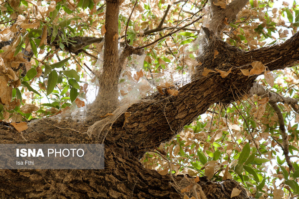 تصاویر تکان‎‌دهنده از جنگل‌های بلوط