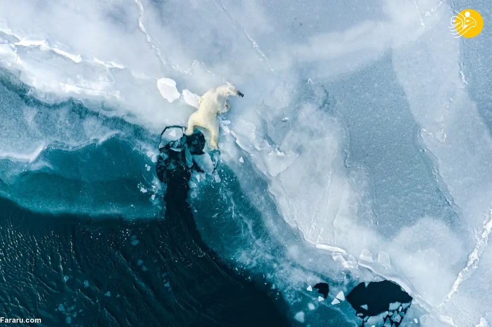 یک خرس قطبی جوان، یک ساله، در آب در ساحل شرقی سوالبارد بازی می‌کند/ فلوریان لدوکس