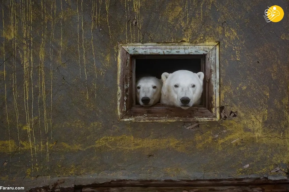 خرس های قطبی در یک ایستگاه هواشناسی متروکه دوران شوروی/ دیمیتری کوخ