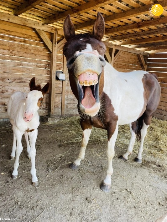 تصاویر کمدی از حیوانات که لبخند به لب میاورد