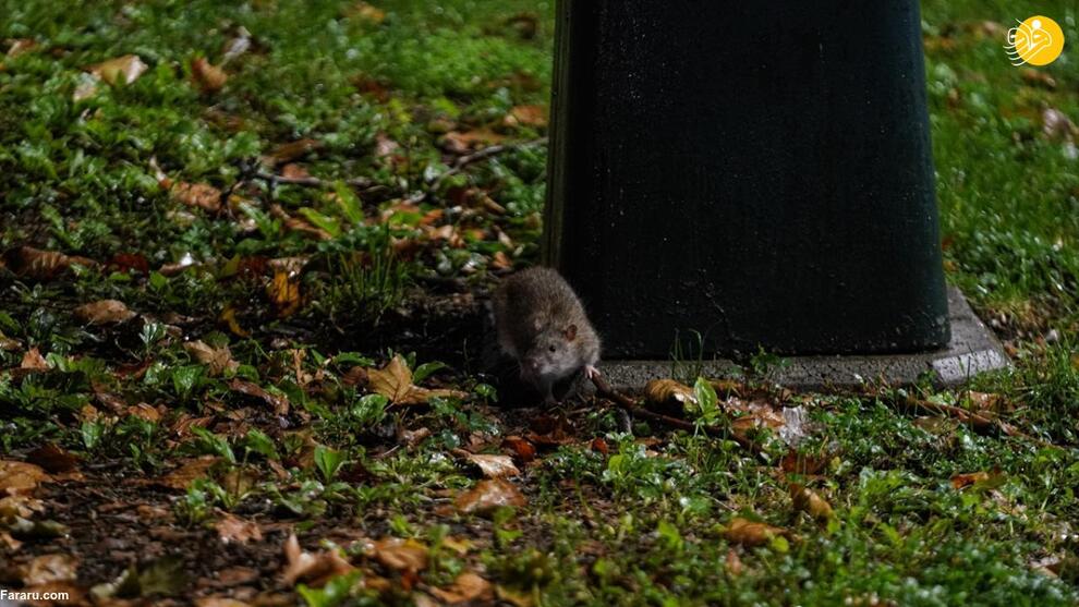 معضل موش‌ها در خیابان‌های نیویورک