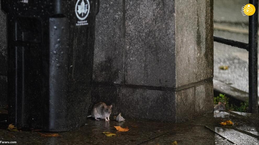 معضل موش‌ها در خیابان‌های نیویورک