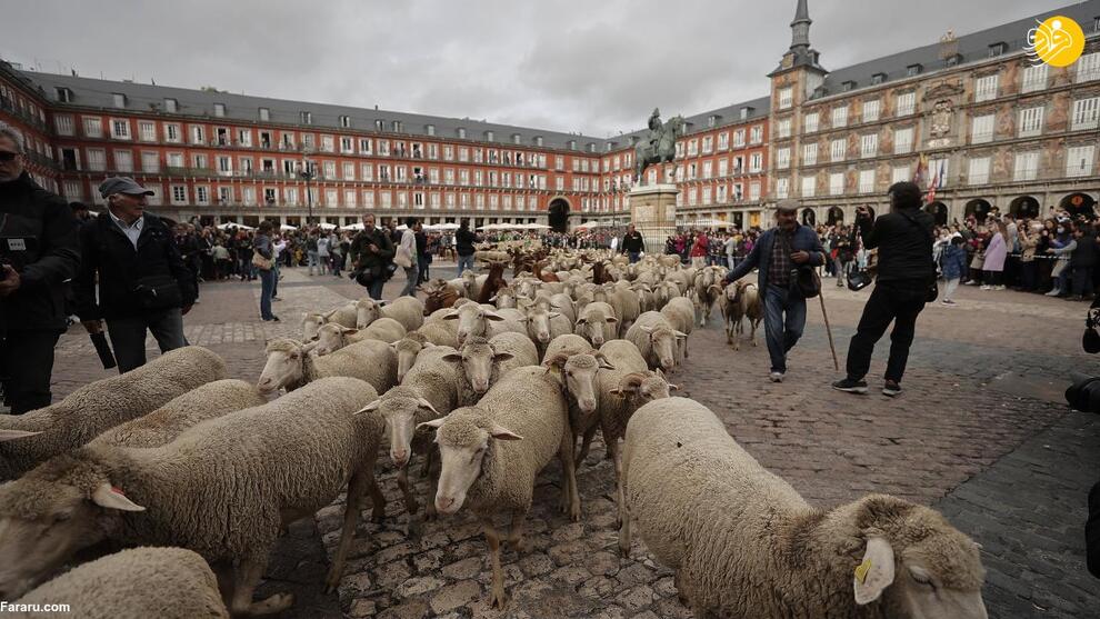 خیابان‌های مادرید در اشغال گوسفندان + تصاویر