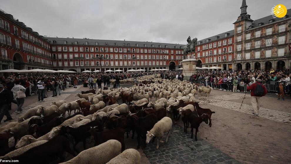 خیابان‌های مادرید در اشغال گوسفندان + تصاویر