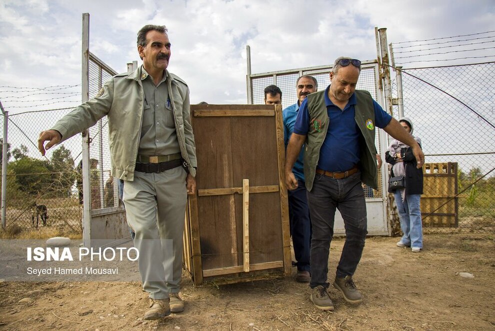 تصاویری از تلاش برای بقای گوزن زرد ایرانی