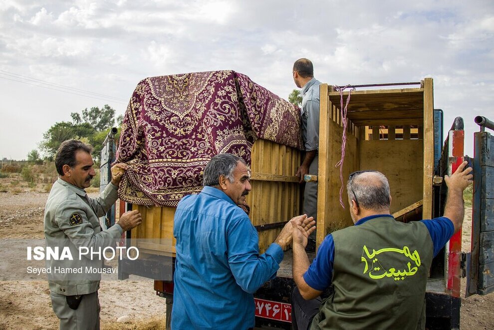 تصاویری از تلاش برای بقای گوزن زرد ایرانی